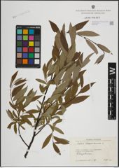 Foto von Salix lapponum L.